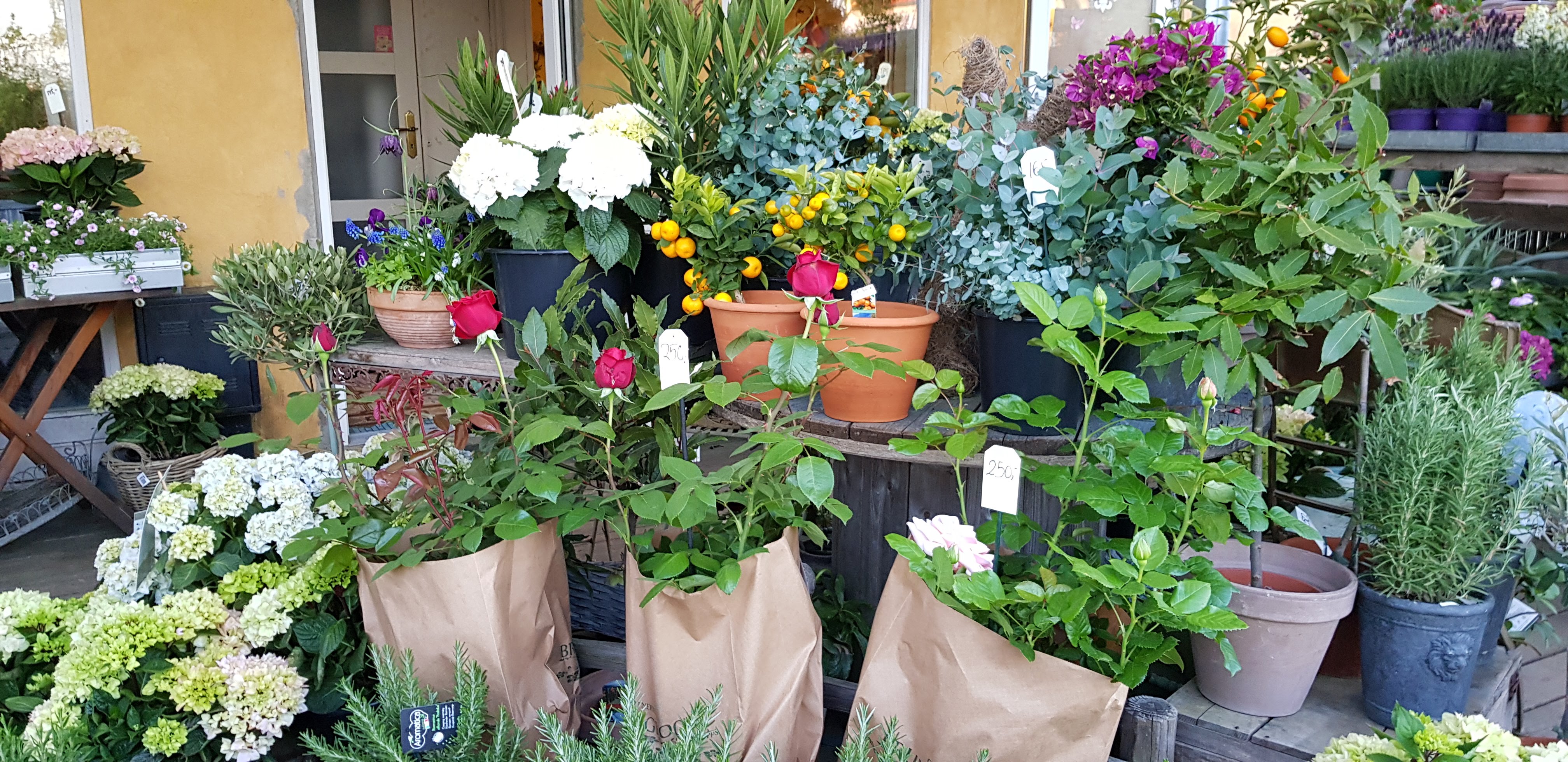 Sommerblomster