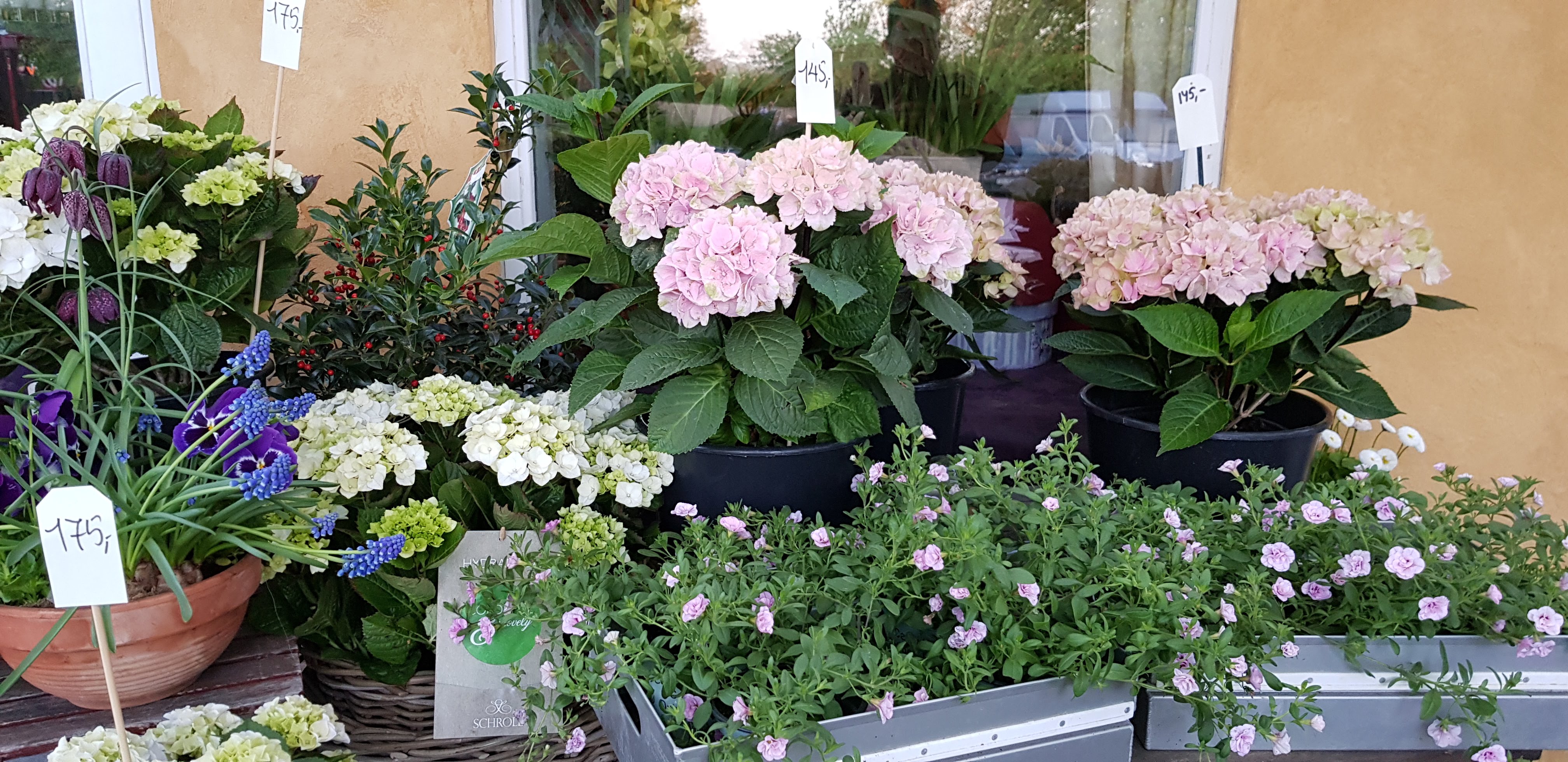 Sommerblomster
