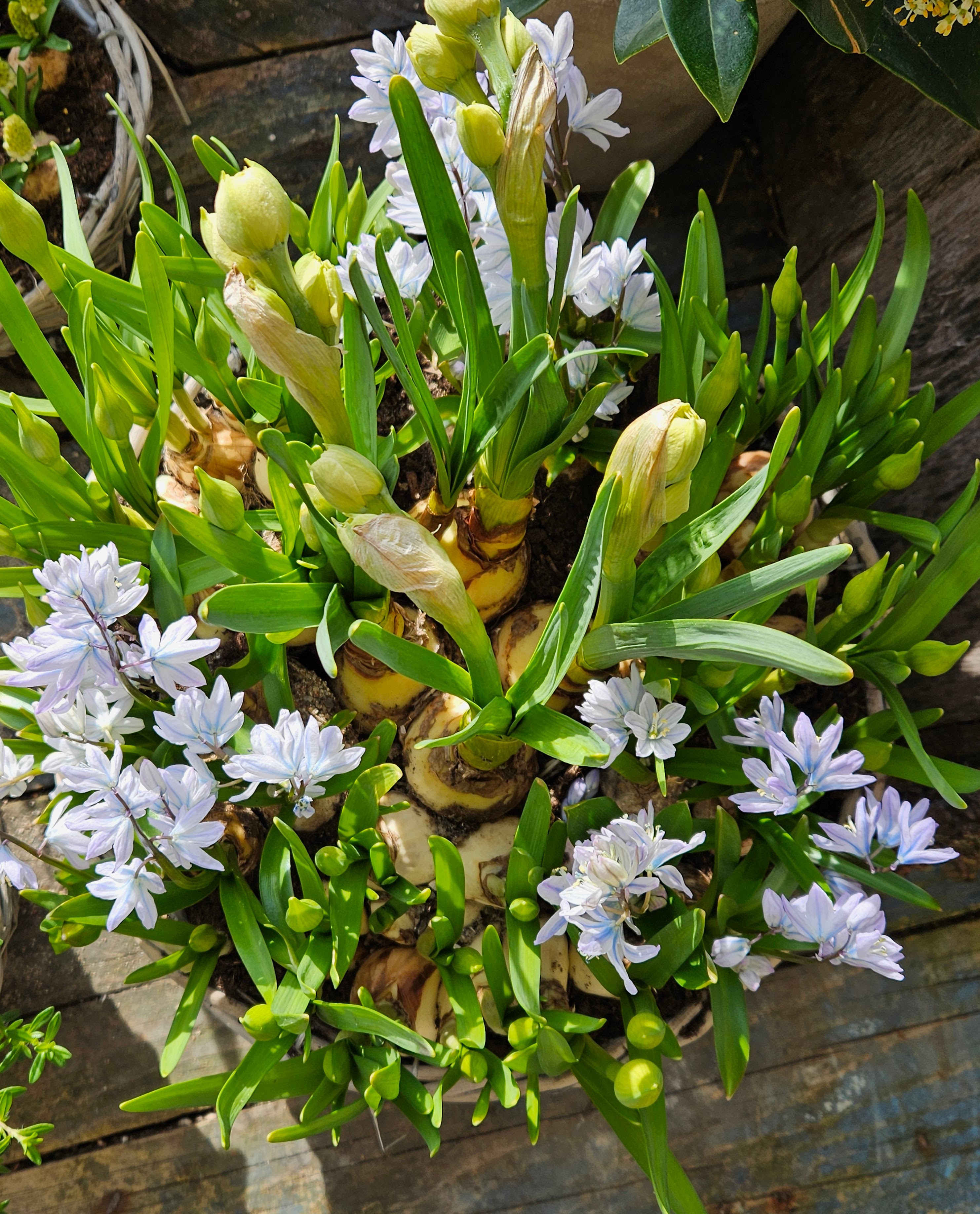 Tilplantede krukker